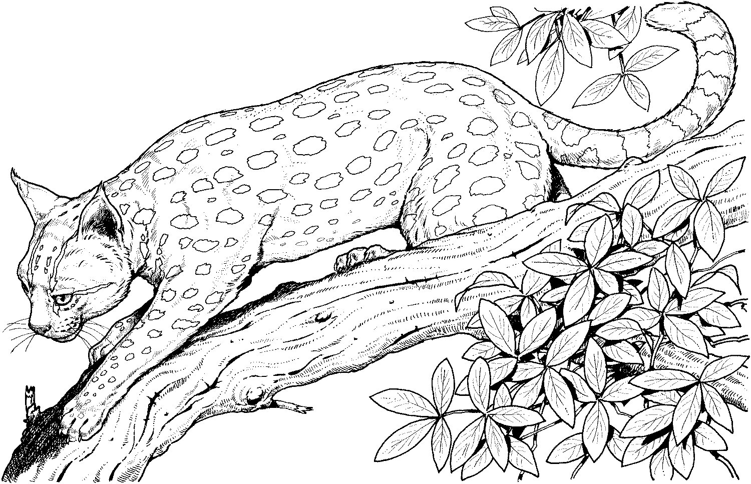 Lampart, Leopard Kolorowanka - Dziki Kot na Gałęzi do Druku kolorowanka do druku